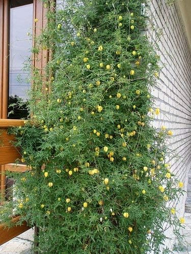Clematis Golden Tiara, Russian Virgin's Bower Seeds - Clematis tangutica - 60 Seeds
