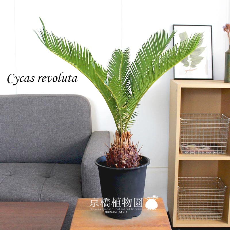 Amazon｜蘇鉄（ソテツ） 5号 黒鉢｜観葉植物 オンライン通販