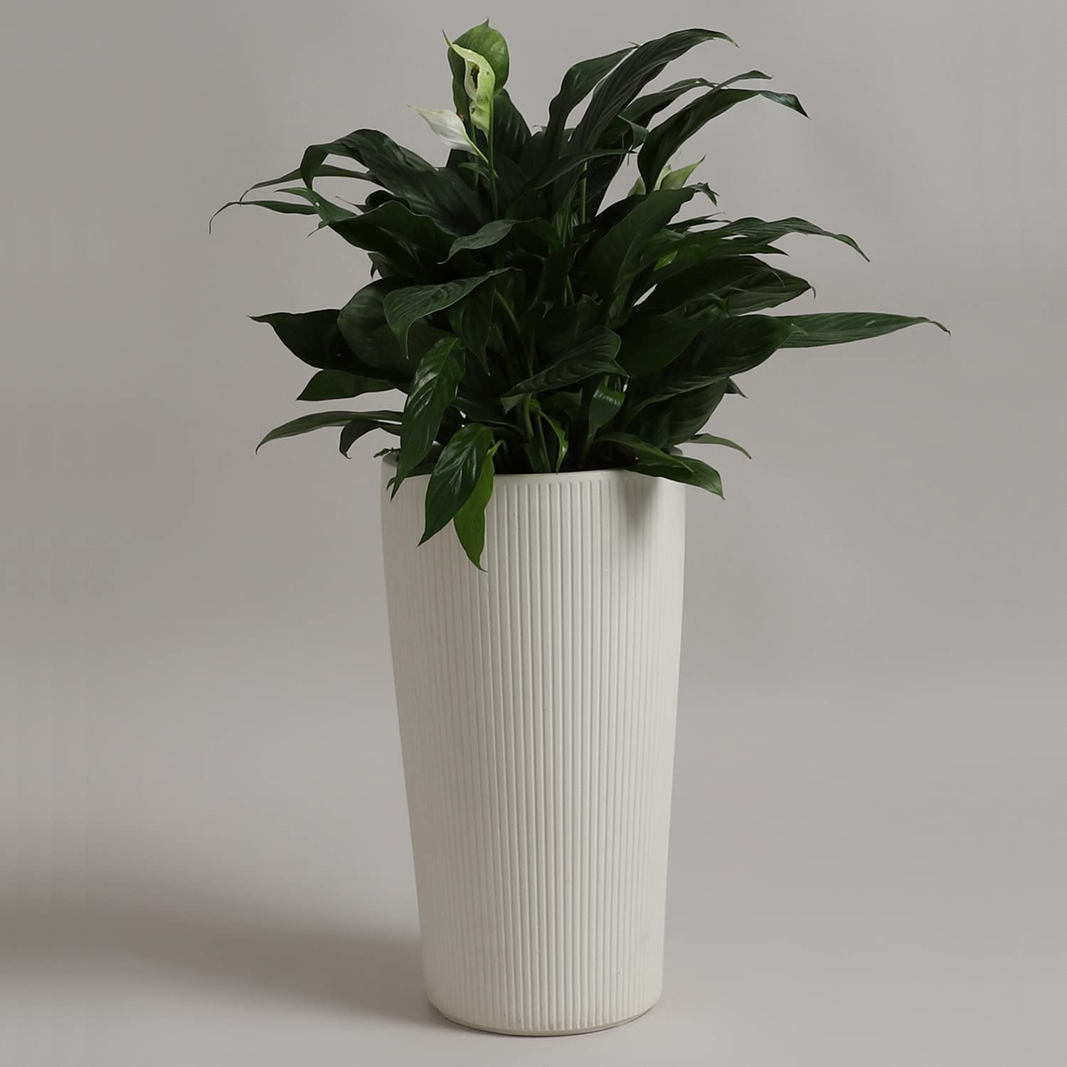 See full amazon price history chart for YUCCABE ITALIA Stone Planter (White, 16 inch) YUCCABE ITALIA Stone Planter (White, 16 inch) (B07DS5NK3F) Amazon Price History, Amazon Price Tracker