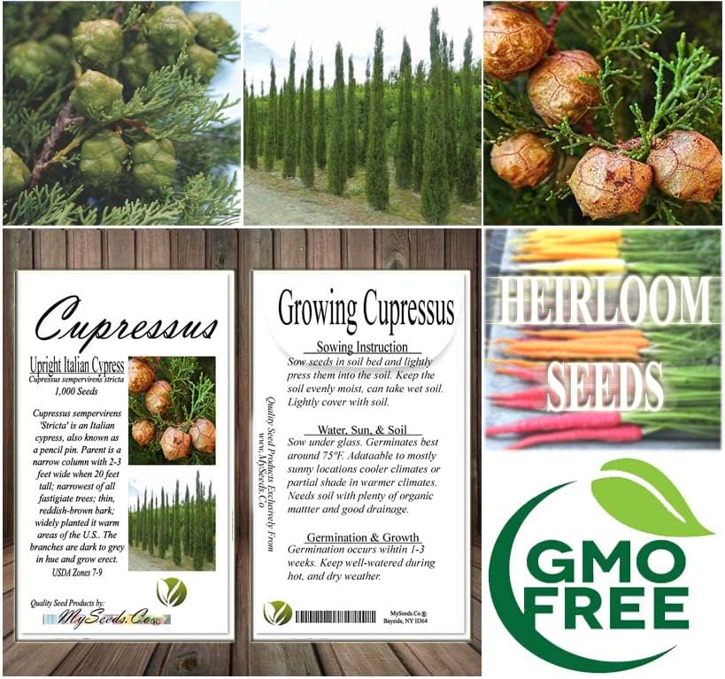 Miniatura 7 de Cupressus sempervirens stricta (ciprés italiano vertical), hoja perenne, grisáceo, follaje verde, pequeños conos marrones redondos, elige la