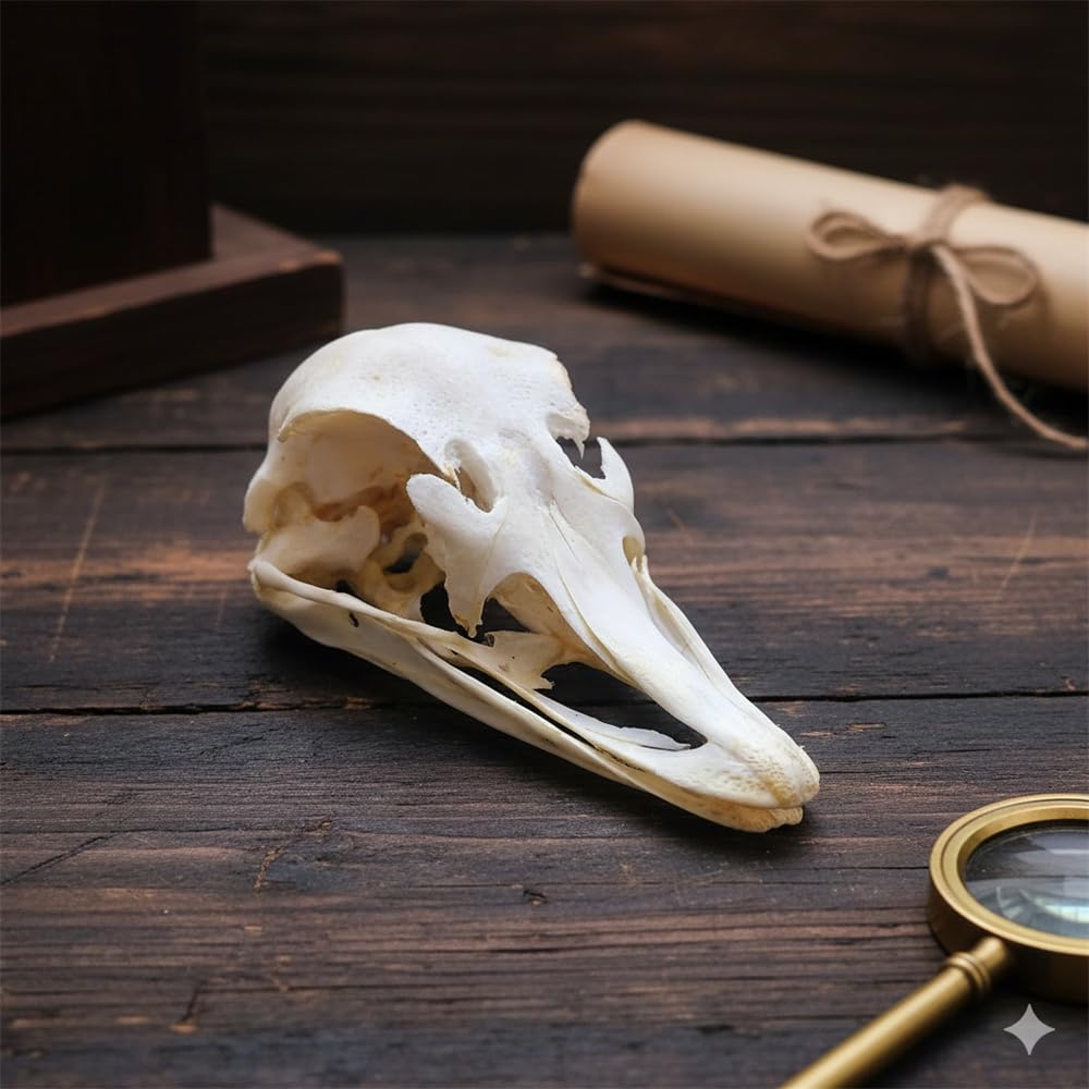 Taxidermy Real Animal Skull for Art - Specimen Bones for Vet Medicine, Teaching, and Art Reference Goth Home Decor & Curiosities Collection (Ostrich SKULL-1pc)