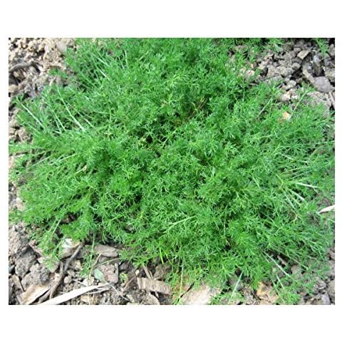 Premier Seeds Direct Chamomile Herb Seeds Cover