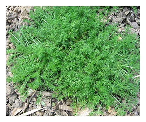 PREMIER SEEDS DIRECT - HERB - Chamomile (Anthemis NOBILIS) – 6000 Seeds
