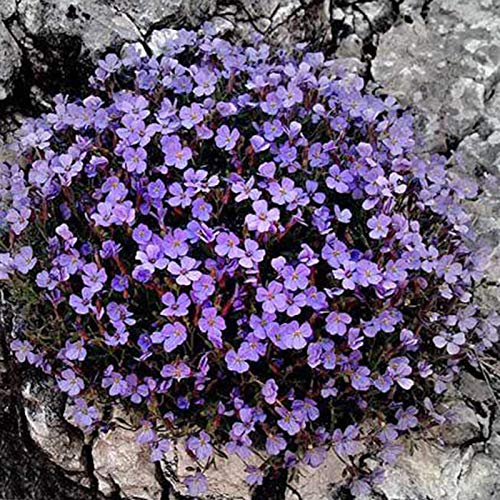 500 Stück Rock Cress Seeds Leicht zu züchten Bodendecker Blume Mehrfarbige Grünlandpflanzensamen für Rasen - Blau – Bild 4