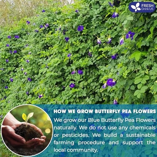 Image of FreshDrinkUS Premium 16oz Butterfly Pea Flower Powder, 100% Natural and Pure, No Additives, No Gluten, No Sugar, Vegan