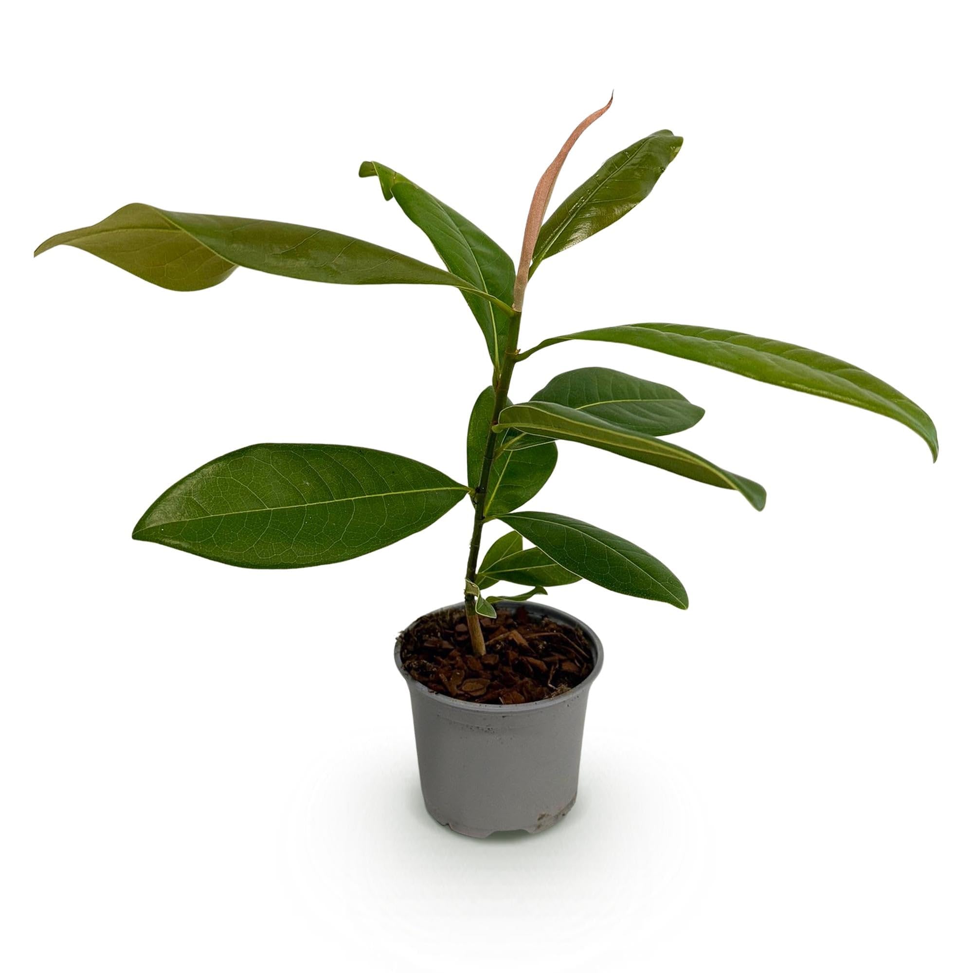 Magnolia grandiflora – 3 rośliny – 12 cm – wysokość ok. 30 cm – wiecznie zielona magnolia z dużymi, kremowo-białymi letnimi kwiatami na grządki, balkon i taras – łatwa w pielęgnacji i dekoracyjna