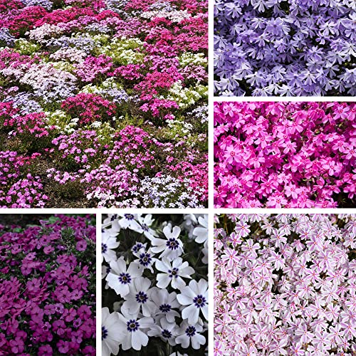 Creeping Phlox Collection Plug Plants Nurserymans Choice Moss Phlox subulate Hardy Perennial Drought Tolerant Easy to Grow Your Own Garden Flowers from Postiplug Plants By Thompson & Morgan (5)