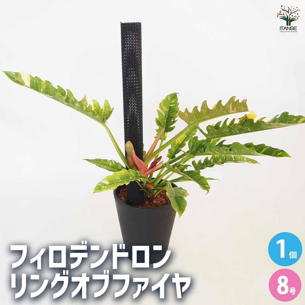 Amazon｜ITANSE フィロデンドロン リングオブファイヤー 8号 1個