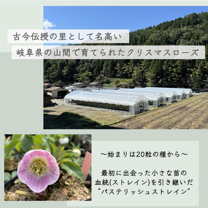 Amazon.co.jp: 予約販売 クリスマスローズ苗 パステリッシュストレイン