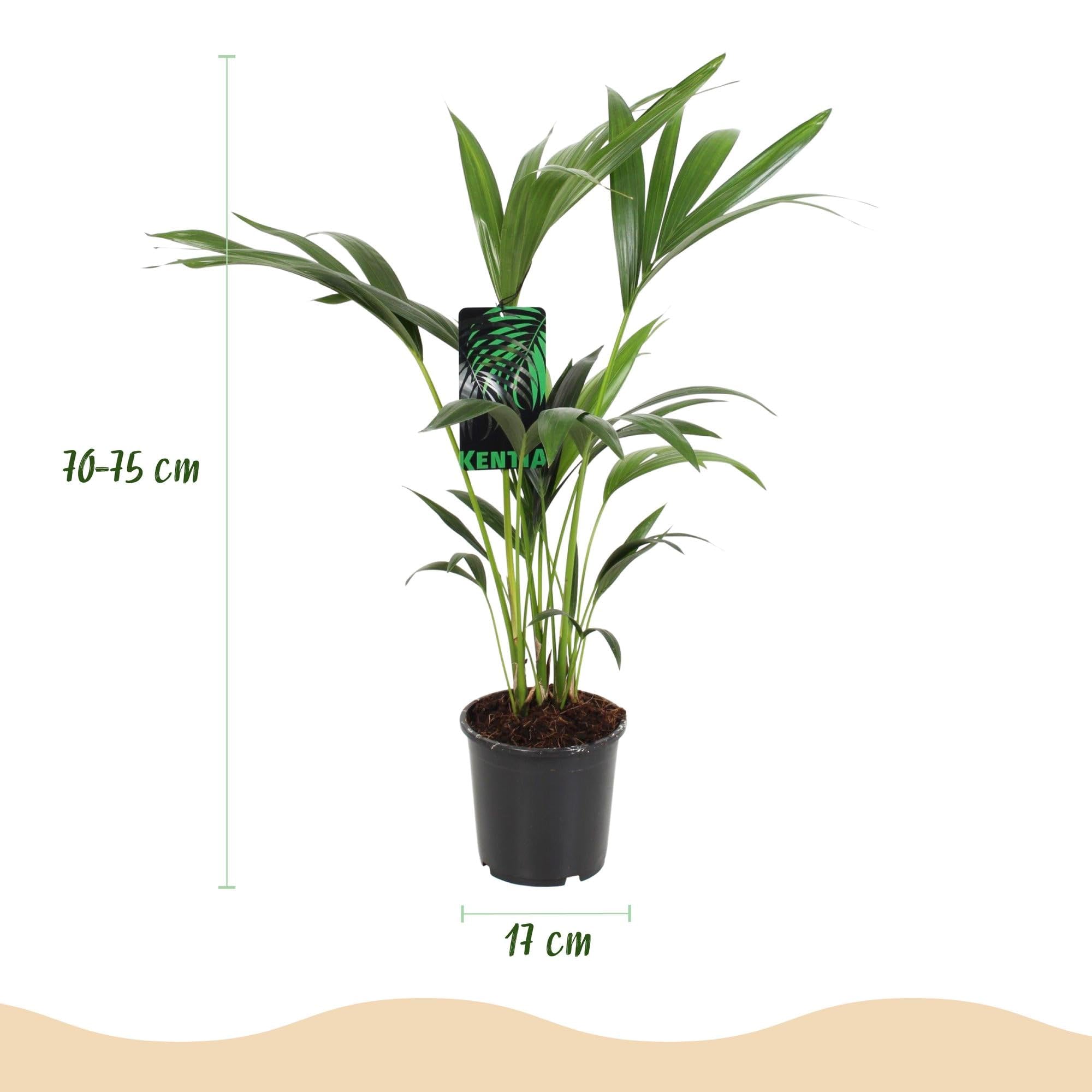 Howea Forsteriana – Palma Kentia – 70 – 75 cm – 17 cm – Palma da interno facile da pulire con eleganti frantumi, pianta verde tropicale e purificante dell'aria per interni moderni
