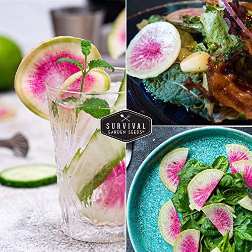 Survival Garden Seeds - Watermelon Radish Seed For Planting - Packet With Instructions To Plant And Grow Unique Asian Vegetables In Your Home Vegetable Garden - Non-Gmo Heirloom Variety #TOP4