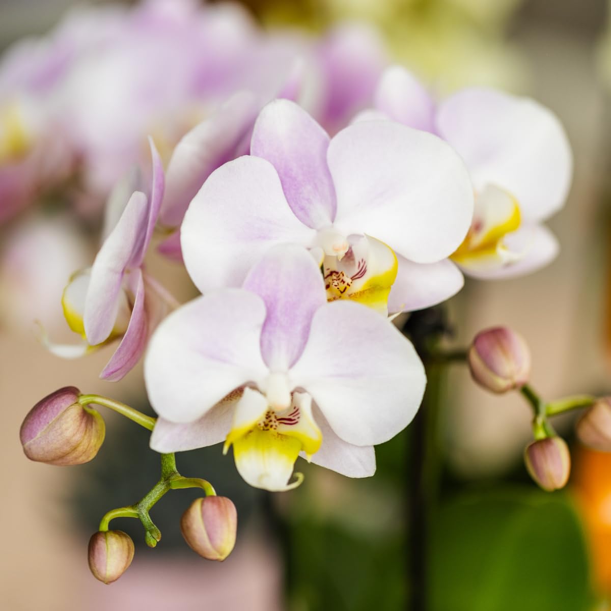 Kolibri Orchidées | orchidée phalaenopsis rose Portugal + Mosa pot décoratif rose - taille pot Ø9cm | plante d'intérieur fleurie - frais du cultivateur
