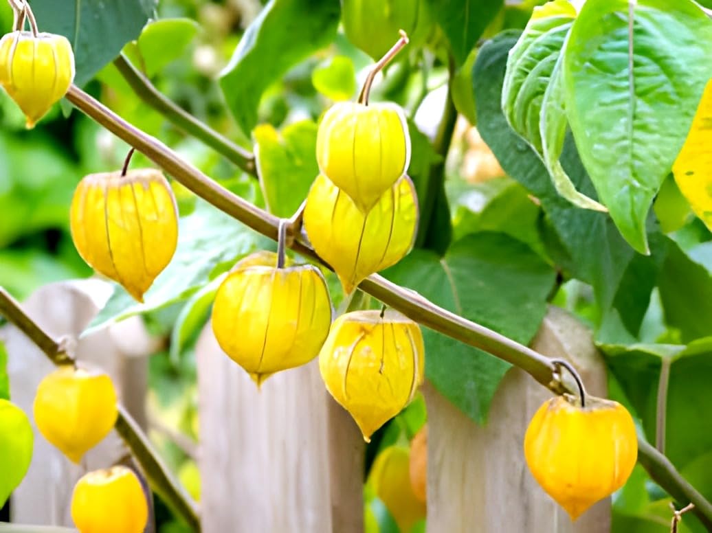 Hidden Enterprise Indian Special Beautiful Golden Berry Tree PlantRasbhari berry pe gooseberry plant.|| For Home Garden Outdoor Live Plant.Pack Of_01. (B0D3Y2S728) Amazon Price History, Amazon Price Tracker