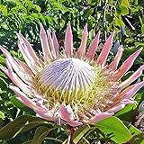YEGAOL Garden 60Pcs Protea Cynaroides Seeds King Protea Seeds Cape Artichoke Flower Seeds Evergreen Cut Flowers Deer Resistant Drought Tolerant Beds Borders Patio Containers