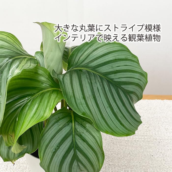 Amazon｜観葉植物 カラテア オルビフォリア 4号鉢 観葉植物 小型