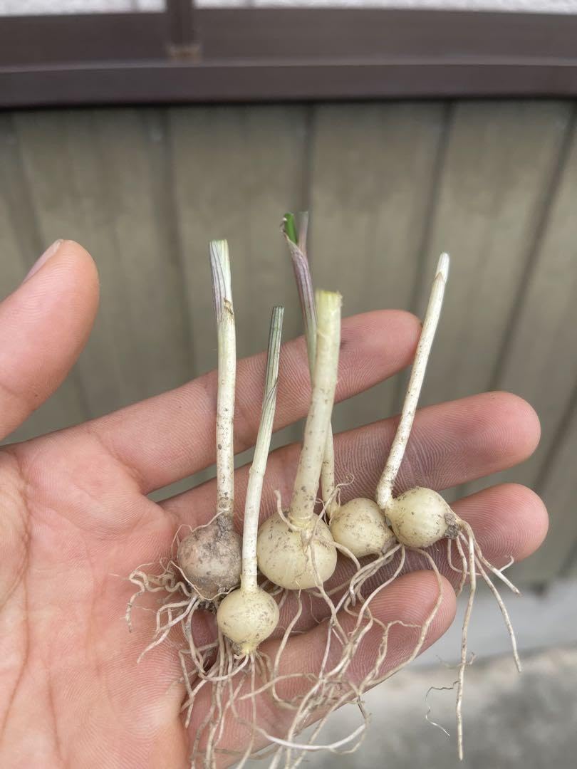 玉ねぎ苗 玉ねぎ苗 タマネギ苗 玉葱苗 2025予約 : 大三ファーム - 通販 - Yahoo