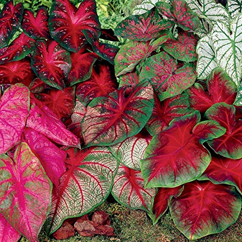Caladium Bulbs Heart-Shaped Leaves Best For Garden Lover Favourite Flower Bulbs For Home Gardening (Pack Of 3 Bulbs) By plantogallery,PPXBU021 (B08TQJDS8R) Amazon Price History, Amazon Price Tracker