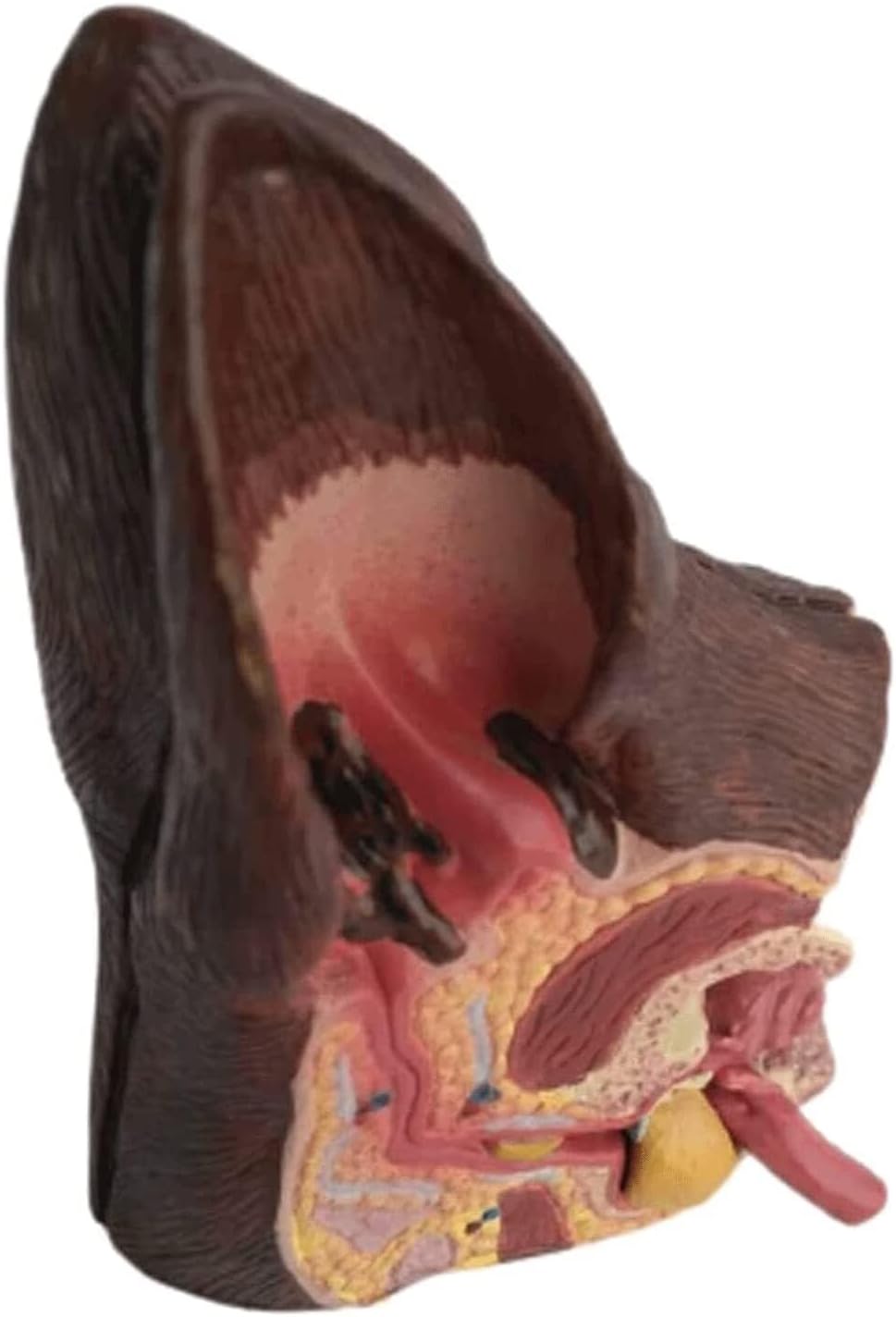 Dog Ear Anatomical Model, Skeleton Model Anatomical Model, Organ Model