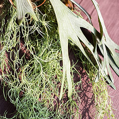 Wijnstokken Kunstmatige wijnstok simulatie wijnstok huilen takken opknoping bruiloft familie tuin wanddecoratie… - Afbeelding 4