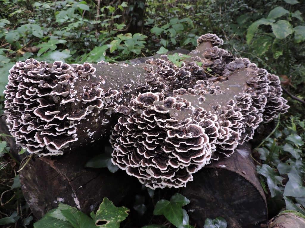 100 Turkey Tail Mushroom Plug Spawn to Grow Gourmet Medicinal Mushrooms at Home or Commercially