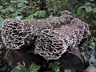 100 Turkey Tail Mushroom Plug Spawn to Grow Gourmet Medicinal Mushrooms at Home or Commercially