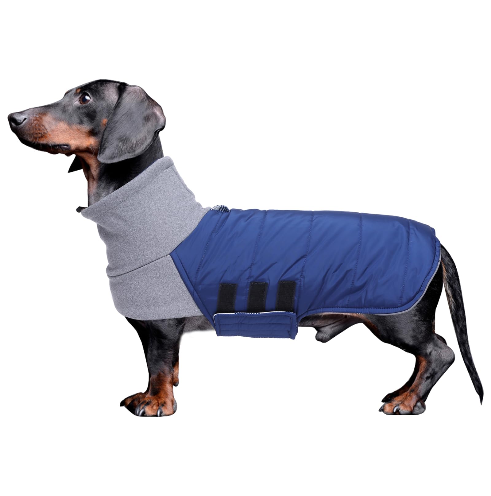 Morezi Dachshund dog coats sausage jacket fit for dachshunds corgi reversible dog winter coat padded cotton lining high collar dog suit in Autumn Winter Navy M