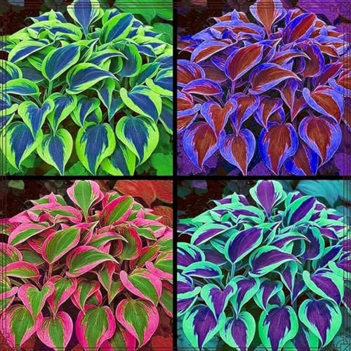 Hosta Seeds for Planting - 200+ Shade Loving Perennial Seeds, Fragrant Blooms, Cold Hardy & Low Maintenance, Perfect for Containers, Borders, and Woodland Gardens