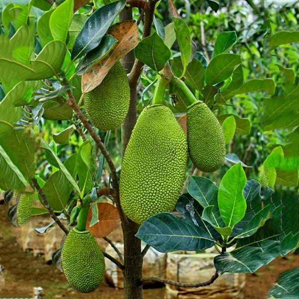 Vietnam super early grafted jackfruit plant (B0C5YKZ4XC) Amazon Price History, Amazon Price Tracker