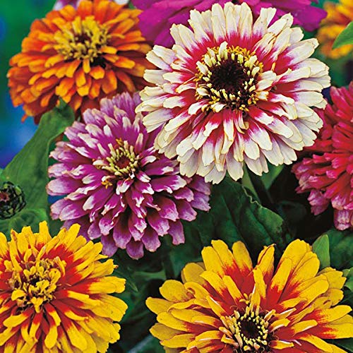 M-Tech Gardens Zinnia" Exotic Mixed" Rare Ornamental Flower seeds (30 Seeds for Growing) (B07S348P72) Amazon Price History, Amazon Price Tracker