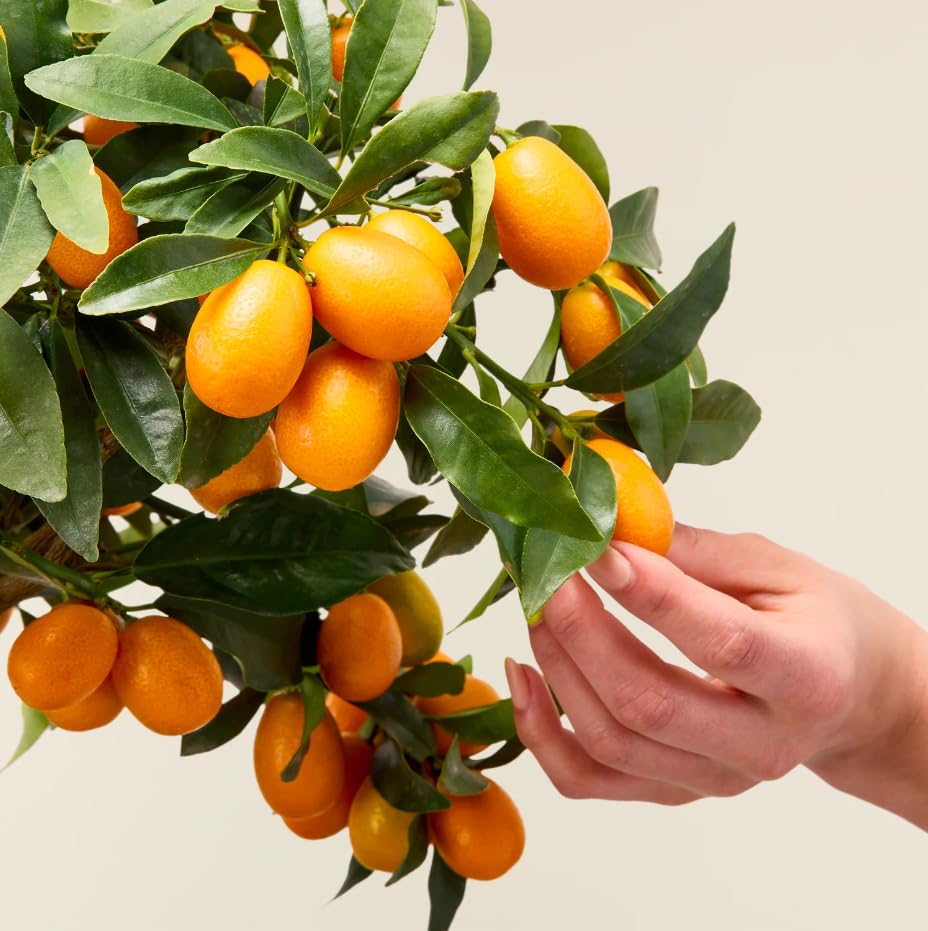 Kumquat "Fortunella margarita" mandarino cinese pianta innestata in vaso ø22 H 70/80 cm Agrumi di Sicilia, Made in Italy, Vivaio di Castelletto