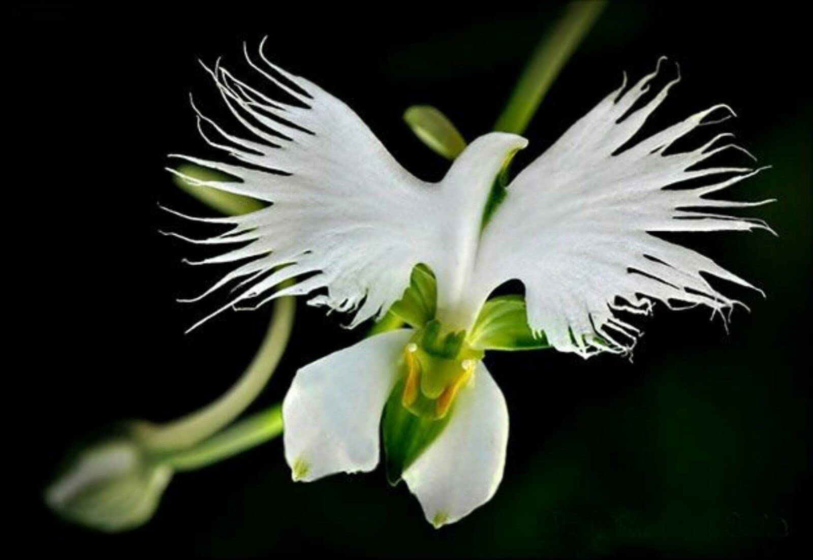 Buy4seeds 100 Seeds White EGRET Orchid Flower Habenaria Radiata Viable Seeds Easy to Grow Garden