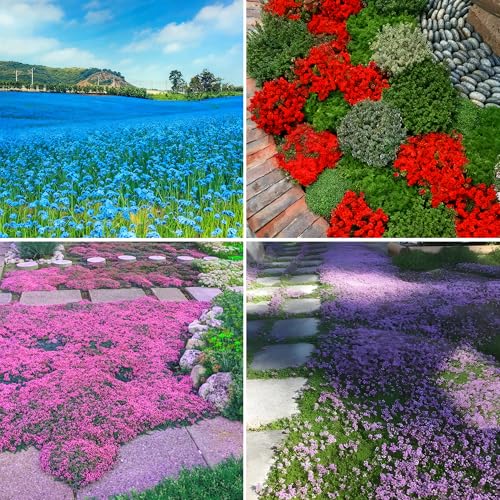 Mixrug Creeping Thyme Seed Mix