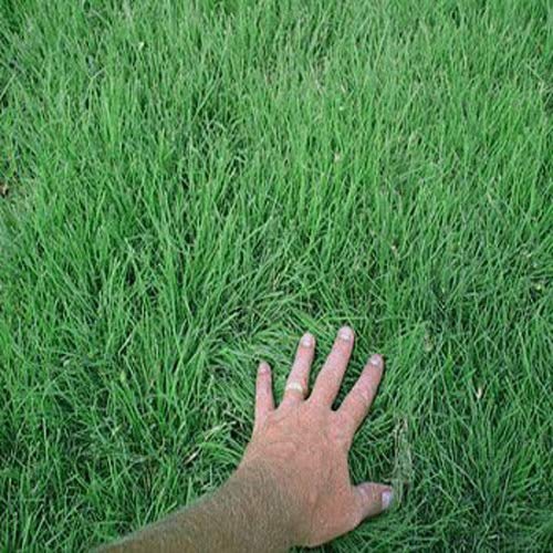 Outsidepride Buffalo Warm Season, Drought Tolerant, Slow Growing, Lawn, Turf, Xeriscape Grass Seed - 5 Lb #TOP1