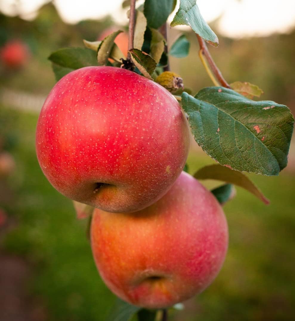 5 Honeycrisp Apple Seeds Fruit Tree Seeds Patio, Lawn