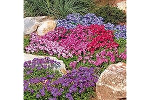 Rock Cress Hybrid Mix Seeds: Giant Perennial Flowers for Planting