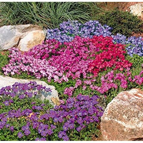 Rock Cress Hybrid Mix Seeds Aubrieta Giant Perennial Flowers for Planting Non GMO 100 Seeds Cover