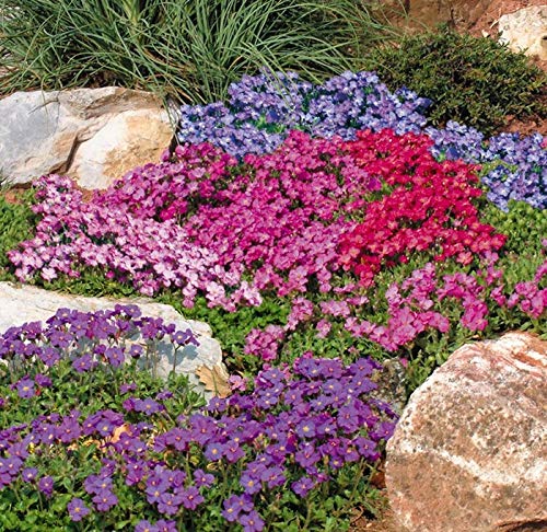 Seeds Flowers Lilacbush Rock Cress Hybrid Mix Aubrieta Perennial - 100 Seeds
