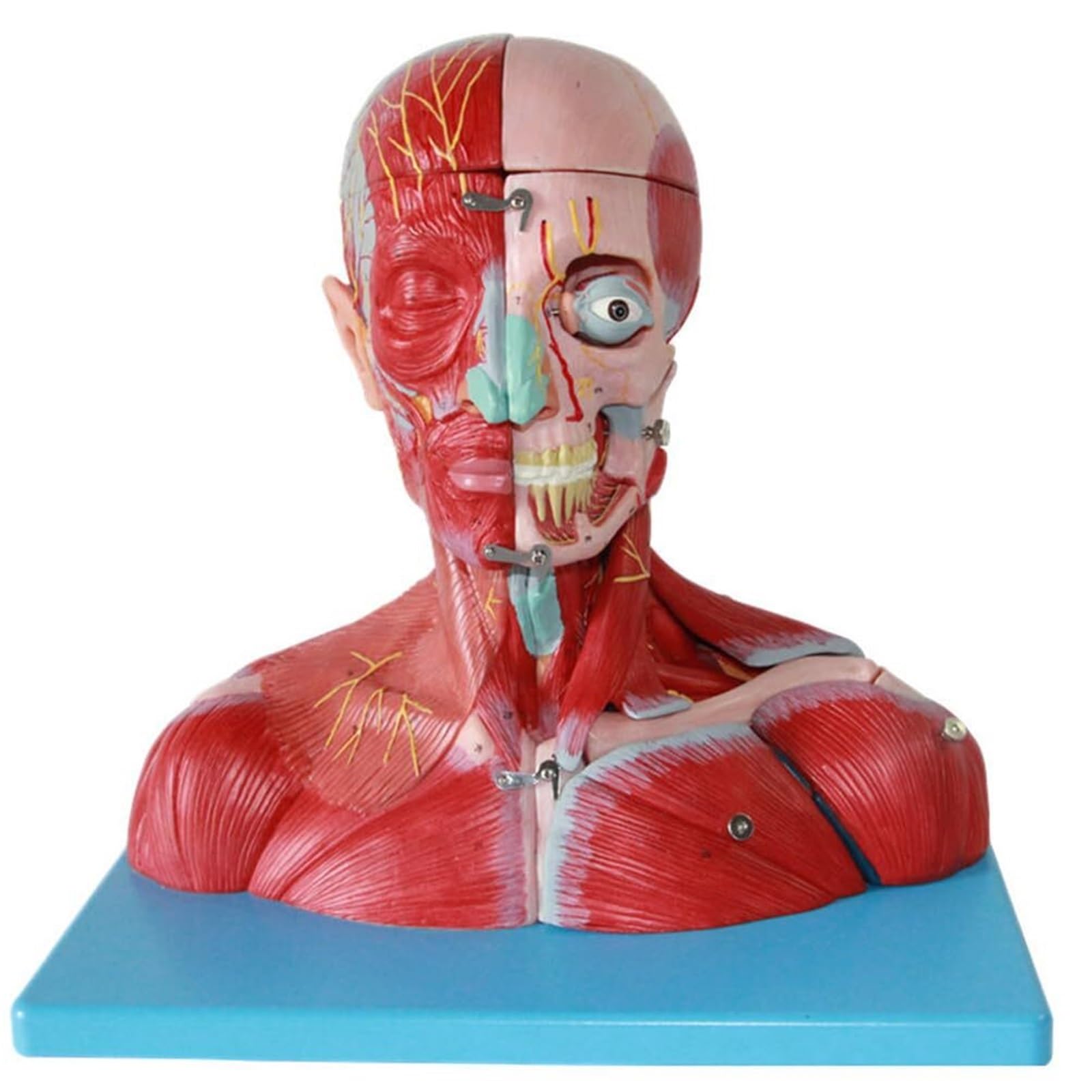Modello didattico di anatomia muscolare della testa e del collo umano, modello di anatomia muscolare del cranio, kit scientifici, materiale di laboratorio