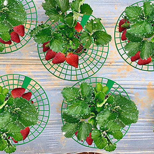 Codree 14 Pack Strawberry Supports, Strawberry Stand With 3 Sturdy Legs, Strawberry Growing Racks, Strawberry Growing Frame, Protecting Strawberry Plants From Mold, Rot And Dirt, Green #TOP5