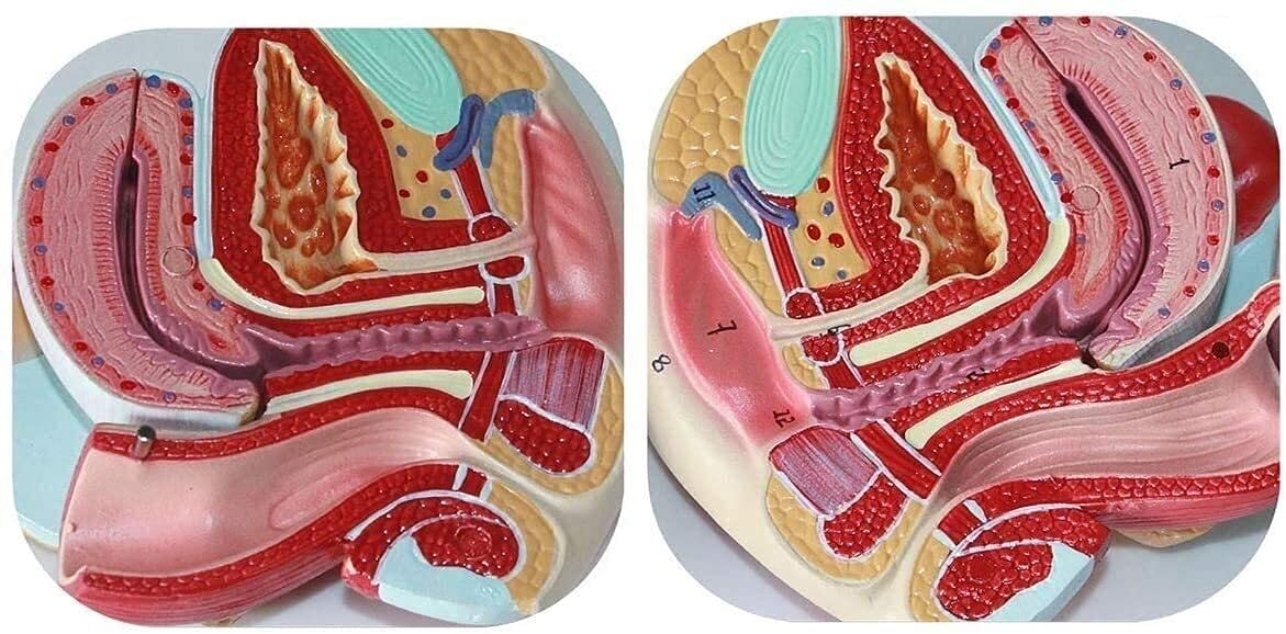 GaRcan Organmodell, realistisches weibliches menschliches Organmodell, Fortpflanzungssystem-Anatomiemodell für Studienanzeige, Unterricht, anatomisches Modell