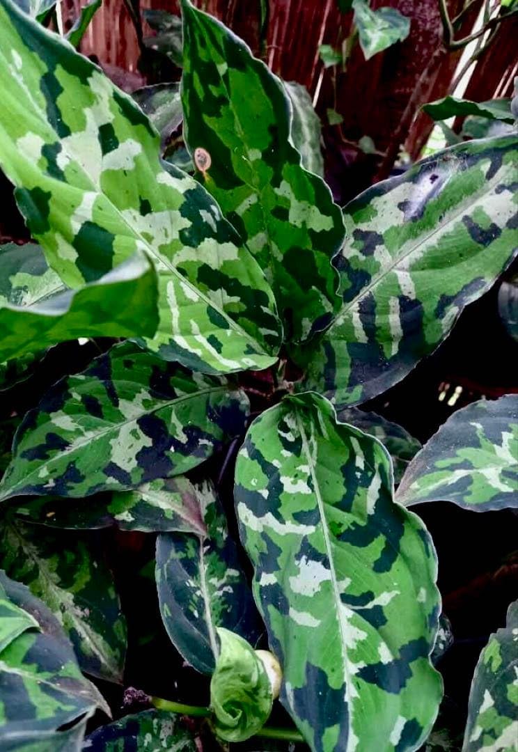 Amazon｜アグラオネマ ピクタム トリカラー 種1粒｜観葉植物