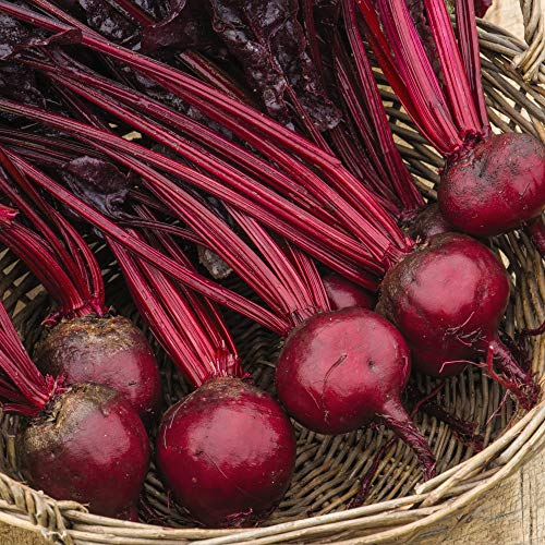 Image of Beetroot 'Morello' Beta Vulgaris Hardy Annual Vegetable Spring Sowing Summer Harvet Garden Plants Grow Your Own 1 x Seed Packet (150 Beetroot Seeds) Beetroot 'Morello' by Thompson and Morgan