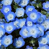 KVITER Flower 250 Baby Blue Eyes Seeds Nemophila Menziesii - Low Ground Cover Flowers, Blue