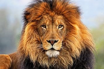 Amazon Co Jp A0 特大 ポスター 顔目ライオン毛皮たてがみ キャンバスフォトアートプリントポスター 写真の壁の装飾 A0 11x841mm ホーム キッチン