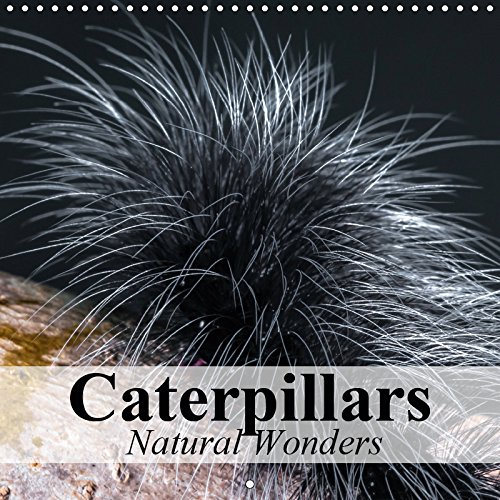Buy Caterpillars Natural Wonders 2019 Ingenious masters of