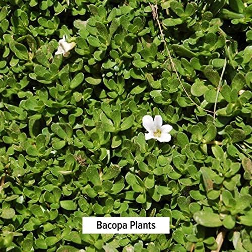 Miniatura 5 de Banyan botánicos Bacopa en polvoUSDABacopa Monnieraayurvédica hierbas para memoria y Focus 6417 1