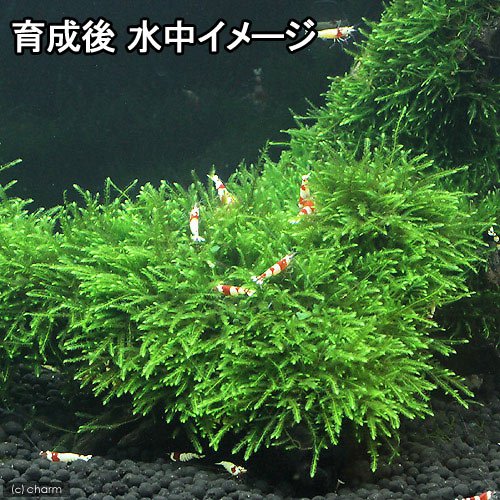 Amazon.co.jp: （水草）巻きたて ジャイアント南米ウィローモス 流木