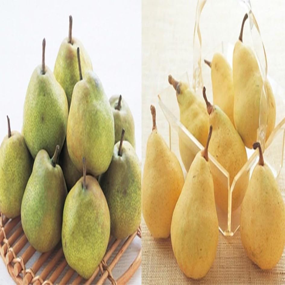 洋梨苗木♪　ル・レクチェ&ラ・フランス２鉢 洋梨苗木♪ ル・レクチェ&ラ・フランス2鉢 梨 洋ナシ