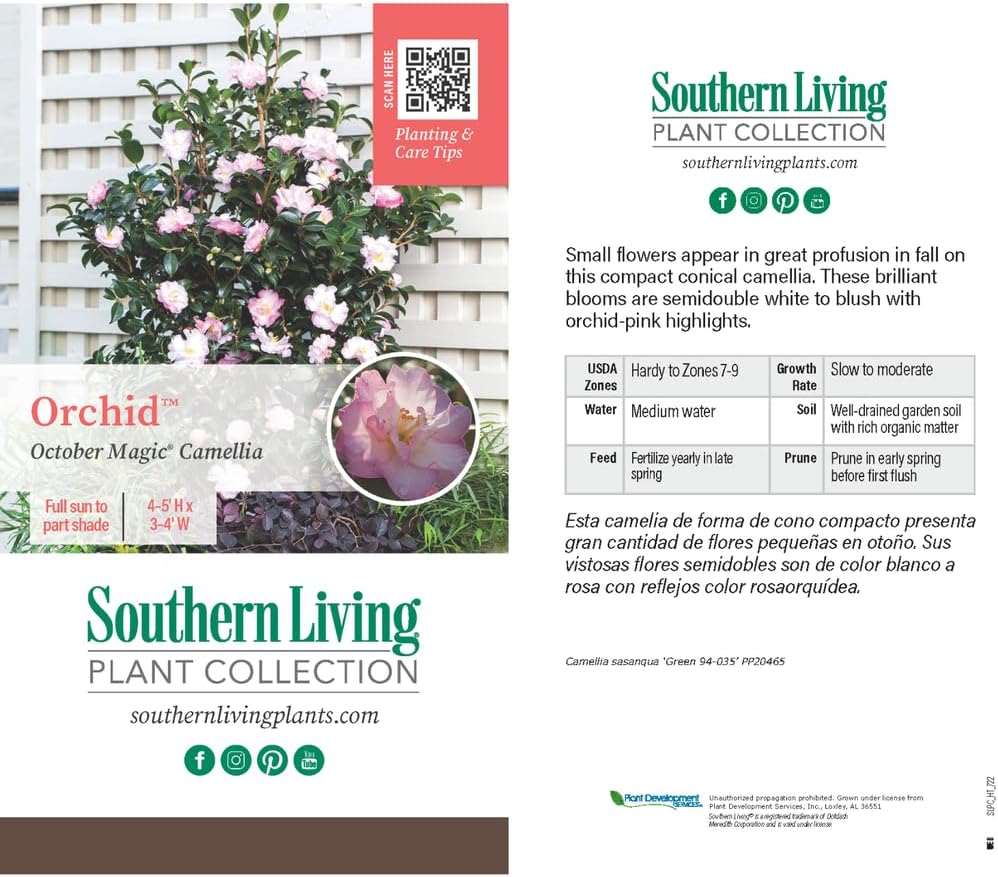 October Magic Orchid Camellia, 1 Gallon, Pink and White Semi-Double Blooms, Fall Flowering Shrub