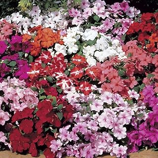 12 Part Shade Planter Ideas That Thrive Without Full Sun 13 Park Seed Accent Mix Hybrid Impatiens Seeds – Pack of 500 Seeds, Vibrant...